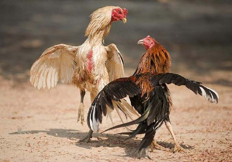 Đá gà cựa dao và những bí kíp để có được chiến thắng 3 Kinh nghiệm để bản thân có nhiều chiến thắng khi chọn đá gà cựa dao