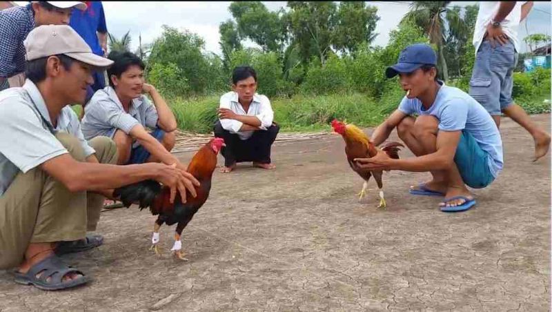Luật Đá Gà Miền Tây Và Các Trại Gà Nổi Tiếng Thu Hút Sư Kê 1 Tìm hiểu luật đá gà miền tây chi tiết
