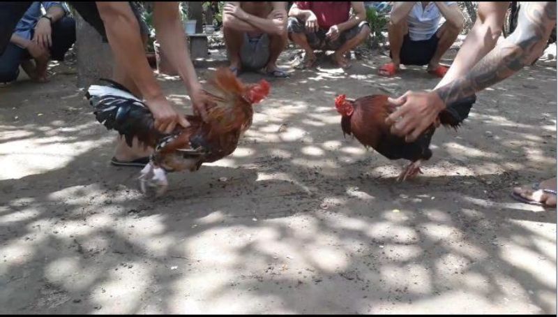Luật Đá Gà Miền Tây Và Các Trại Gà Nổi Tiếng Thu Hút Sư Kê 2 Tiêu chí để lựa chọn gà chiến chuẩn nhất