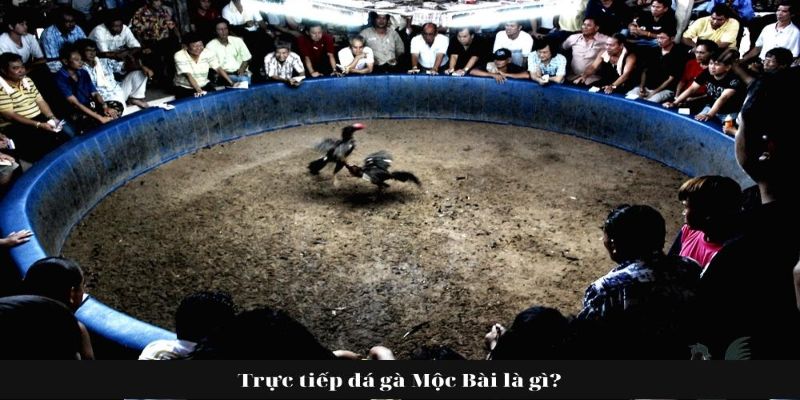 Đá Gà Mộc Bài - Trải Nghiệm Đặc Biệt Chơi Chọi Gà Có 1 0 2 1 Đá gà Mộc Bài là gì?