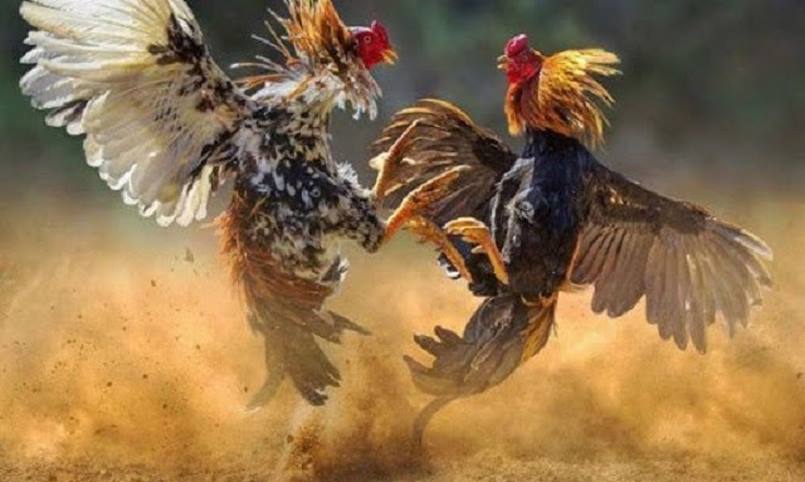 Đá gà trực tiếp Thomo có thực sự hấp dẫn người chơi? 1 Những thông tin chung giới thiệu về đá gà trực tiếp Thomo
