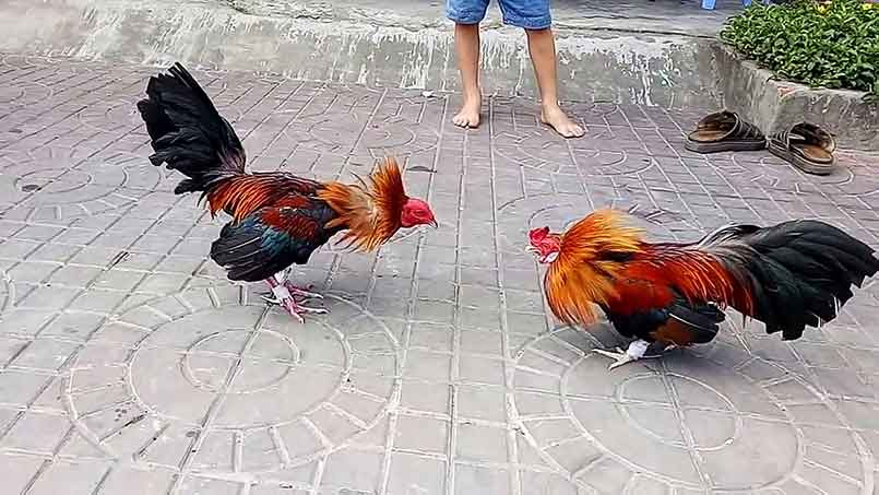 Đá gà trực tiếp thomo - Sân chơi cá cược đá gà uy tín số 1 2 Điểm đặc biệt mà đấu trường Thomo đáp ứng nhu cầu người chơi