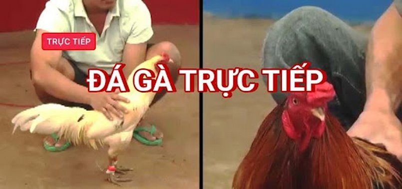 Đá gà Campuchia và những kiến thức anh em cần biết 3 Những cửa cược có trong hình thức đá gà Campuchia bạn nên biết